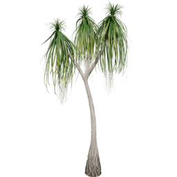 Beaucarnea recurvata B summer