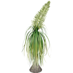 Beaucarnea recurvata C spring