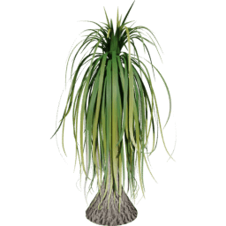 Beaucarnea recurvata C summer