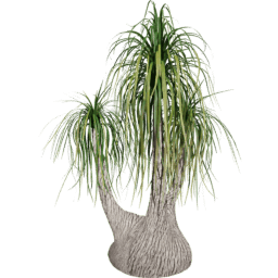 Beaucarnea recurvata E summer