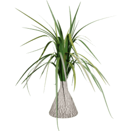 Beaucarnea recurvata F summer