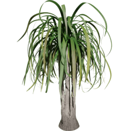 Beaucarnea recurvata G summer