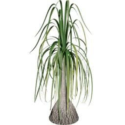 Beaucarnea recurvata H summer