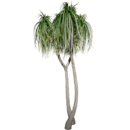 Beaucarnea recurvata I summer