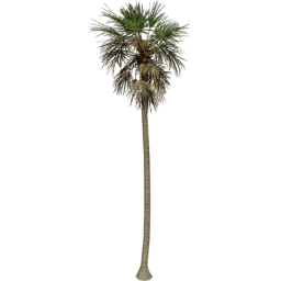 Borassus flabellifer A summer