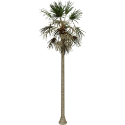 Borassus flabellifer B summer