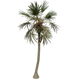 Borassus flabellifer C summer