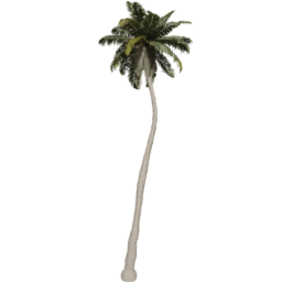 Cocos nucifera C spring summer