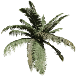 Cocos nucifera D spring summer