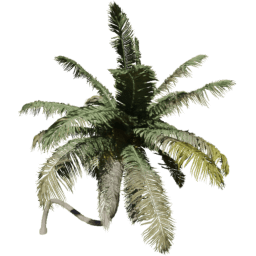 Cocos nucifera E spring summer