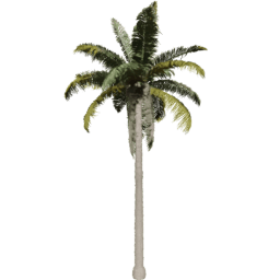 Cocos nucifera H spring summer