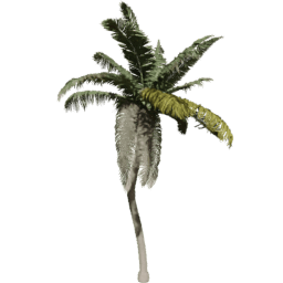 Cocos nucifera I spring summer