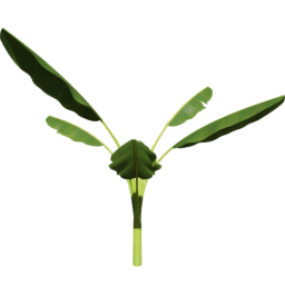 Musa acuminata A spring summer autumn