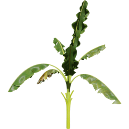 Musa acuminata B spring summer autumn