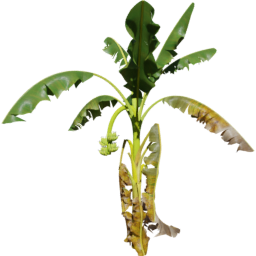 Musa acuminata C spring summer autumn