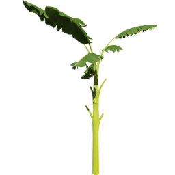 Musa acuminata D spring summer autumn