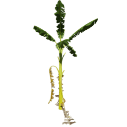 Musa acuminata E spring summer autumn