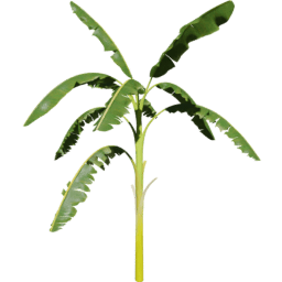 Musa acuminata F spring summer autumn