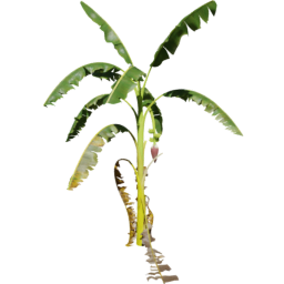 Musa acuminata G spring summer autumn