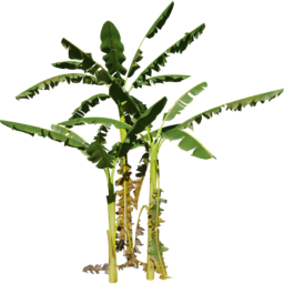 Musa acuminata H spring summer autumn