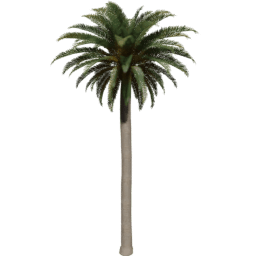 Phoenix canariensis A spring summer