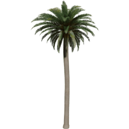 Phoenix canariensis B spring summer