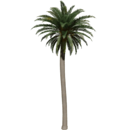 Phoenix canariensis C spring summer