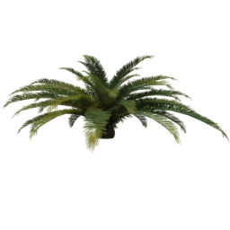 Phoenix canariensis D spring summer