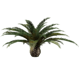 Phoenix canariensis E spring summer