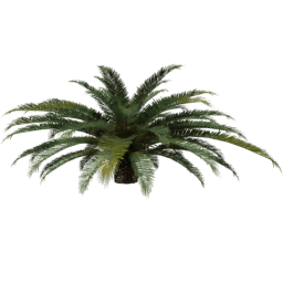 Phoenix canariensis F spring summer