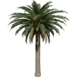 Phoenix canariensis G spring summer
