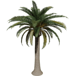 Phoenix canariensis H spring summer
