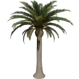 Phoenix canariensis I spring summer