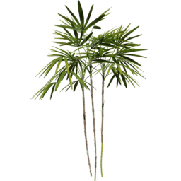 Rhapis excelsa A spring summer autumn