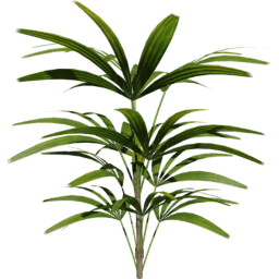 Rhapis excelsa B spring summer autumn