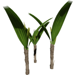 Rhapis excelsa C spring summer autumn