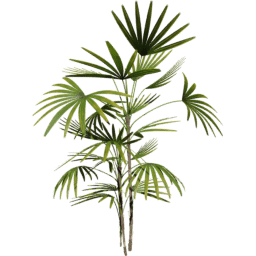 Rhapis excelsa D spring summer autumn