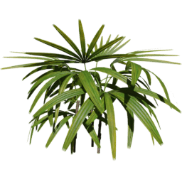 Rhapis excelsa E spring summer autumn