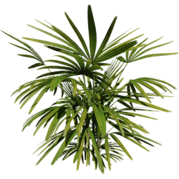 Rhapis excelsa F spring summer autumn