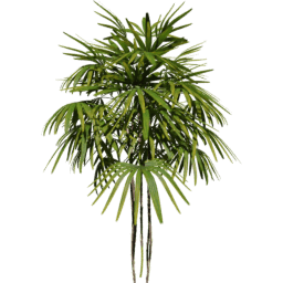 Rhapis excelsa G spring summer autumn