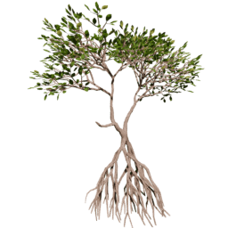 Rhizophora mangle A summer