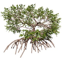 Rhizophora mangle B summer