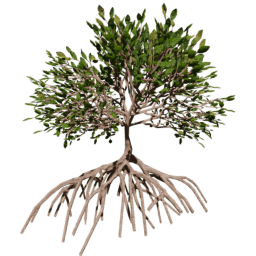 Rhizophora mangle C summer