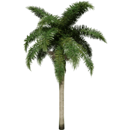 Roystonea regia A spring summer