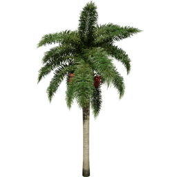 Roystonea regia B spring summer