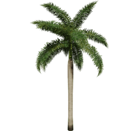 Roystonea regia C spring summer