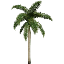 Roystonea regia D spring summer