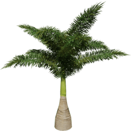 Roystonea regia E spring summer