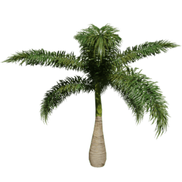 Roystonea regia F spring summer