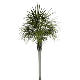 Sabal palmetto B spring summer